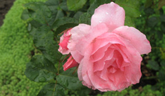 Roze